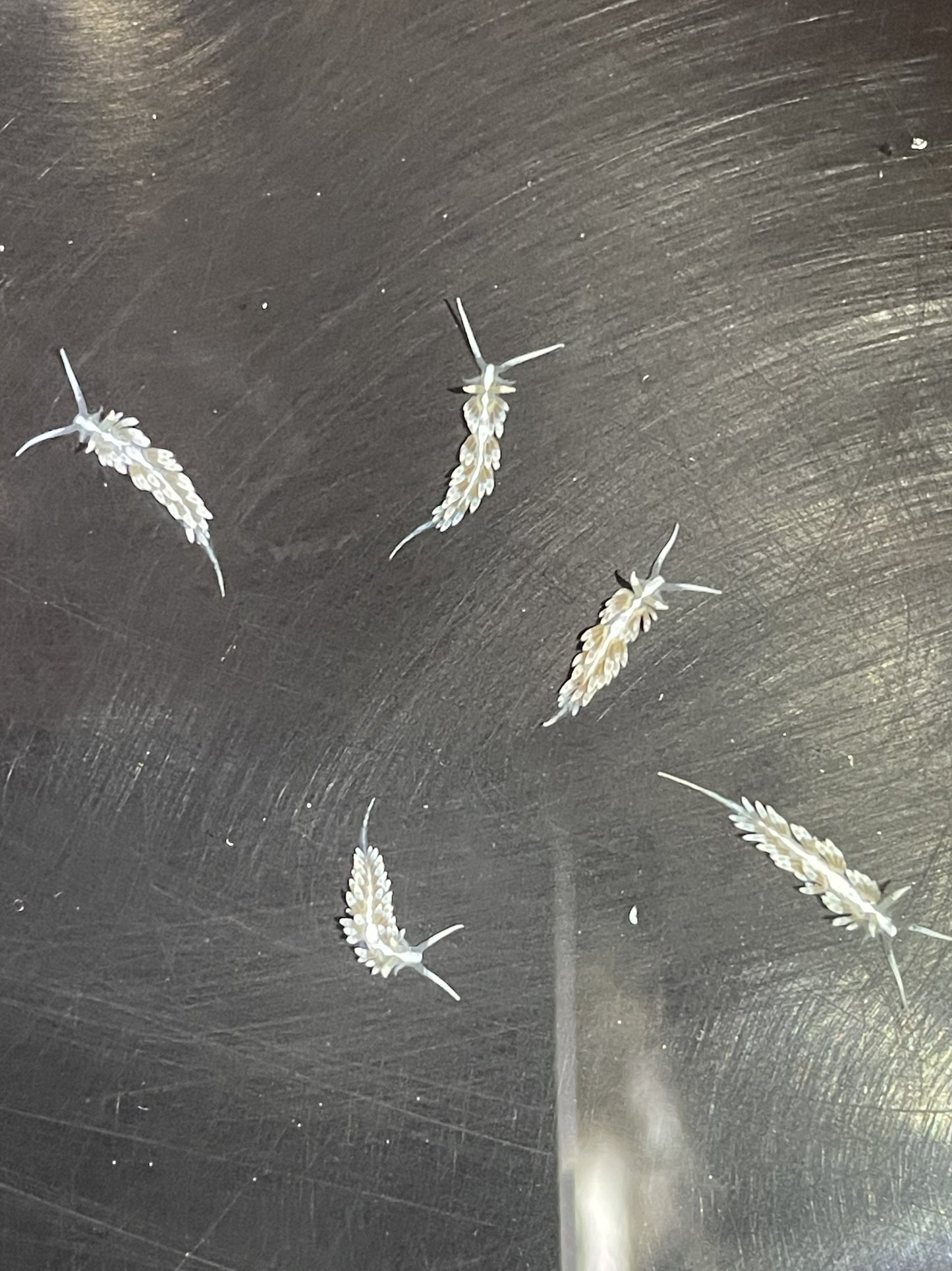 5/8 - 3/4 Inch Berghia Nudibranch Packs